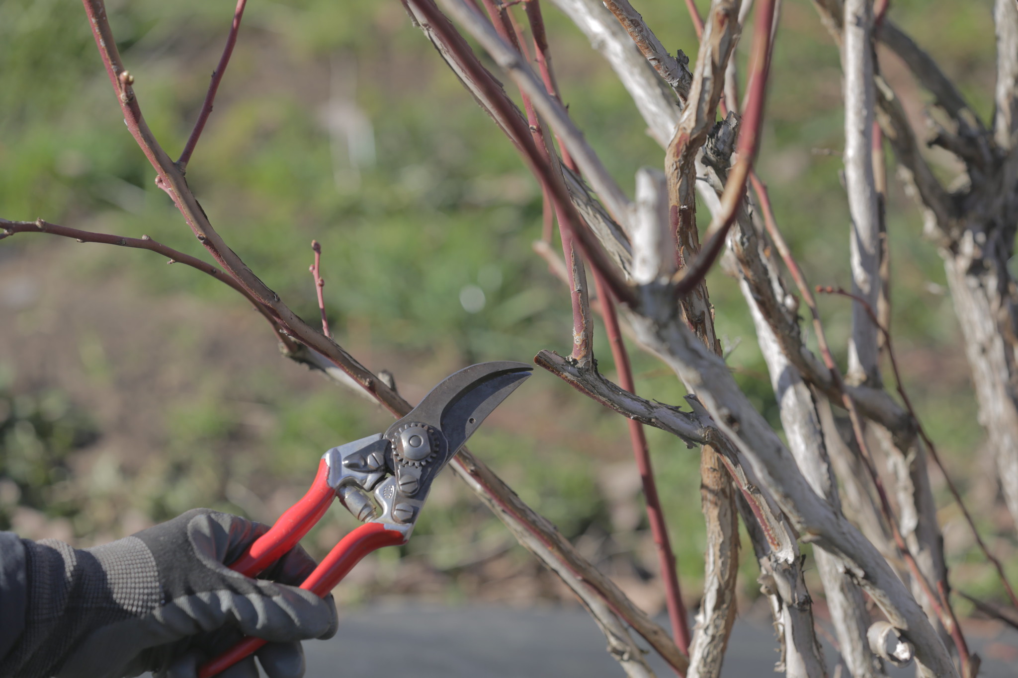 Learn about pruning berries, kiwifruit and grapes in online classes