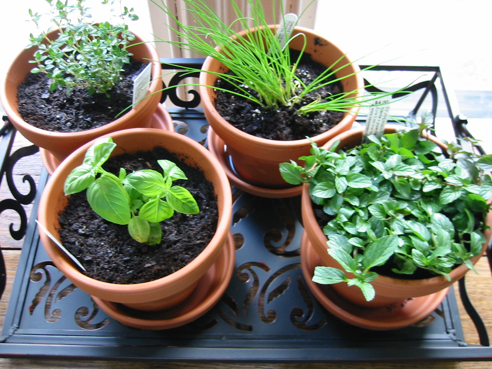 From pot to table, easy indoor herbs spice up cooking