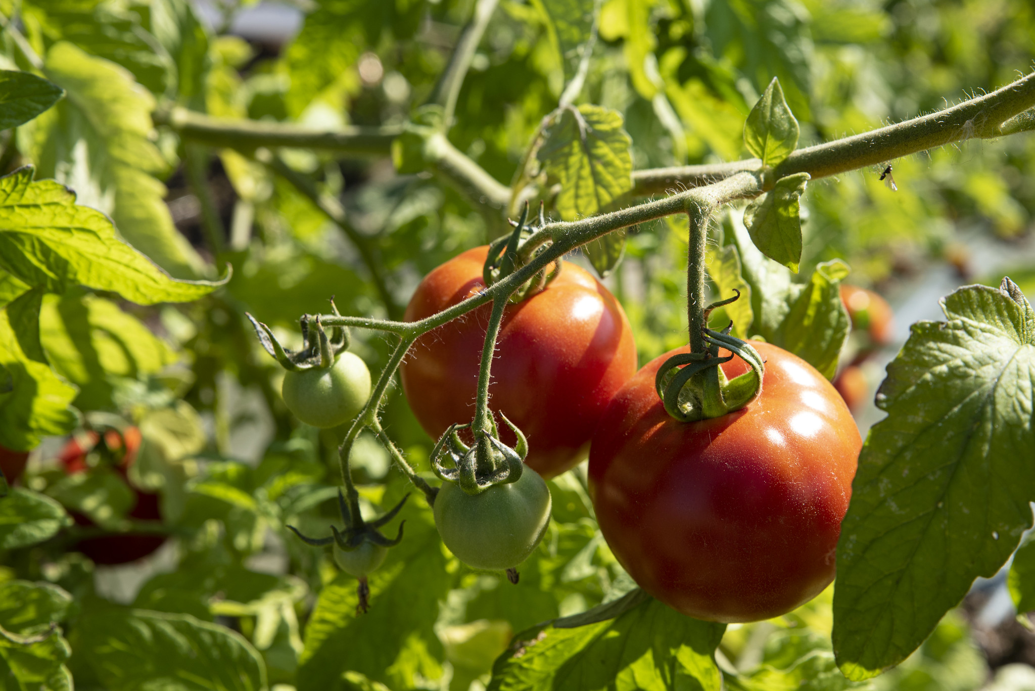 Tomato lovers: Grow the best by recognizing and solving common problems