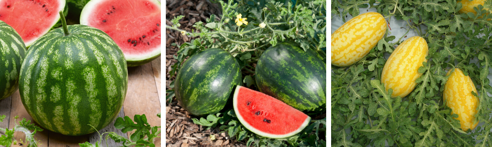 growing watermelon vertically