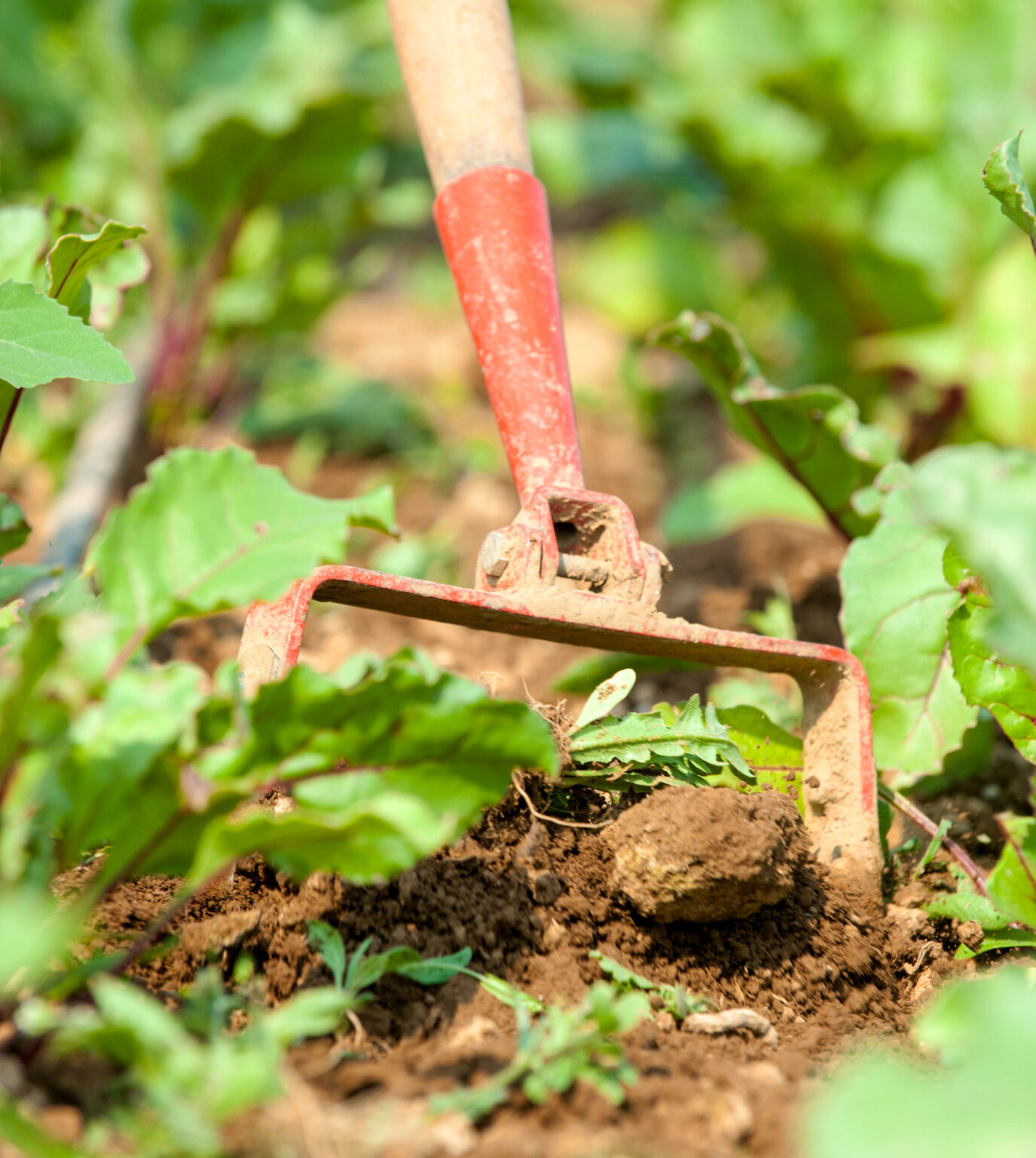 roll-up-your-sleeves-use-multiple-strategies-to-control-invasive-weeds