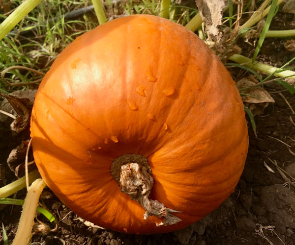 Plan ahead for winter storage of pumpkins and squash