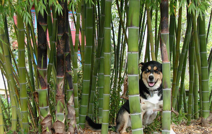 Bamboo Garden Nursery
