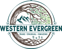 Western Evergreen