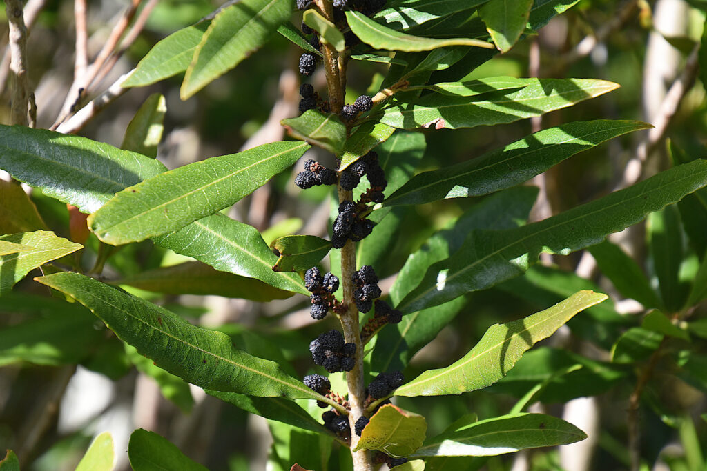 Photo of Pacific wax myrtle