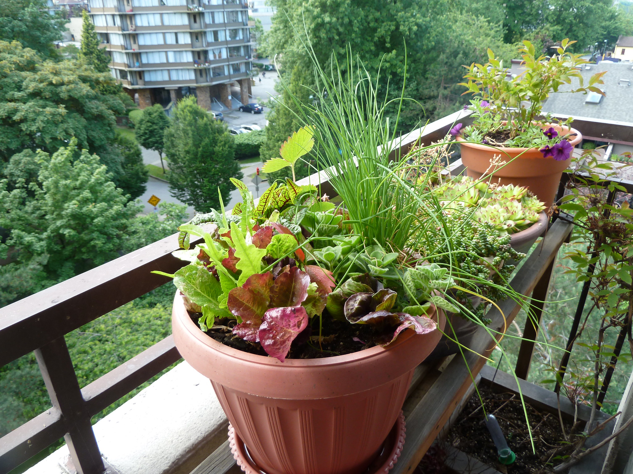 No room for vegetables? Pot up your plants