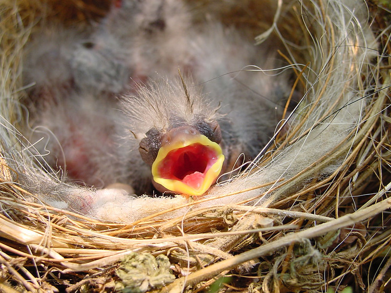Picking up baby birds can do more harm than good