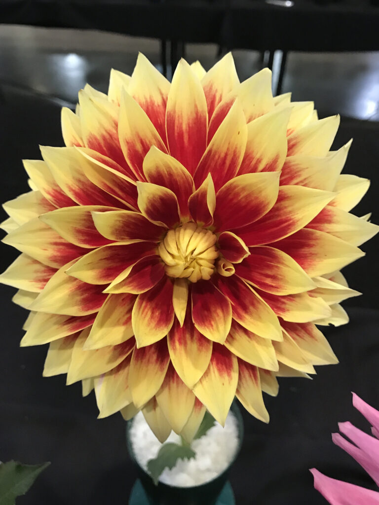 Photo of one of her favorite dahlias