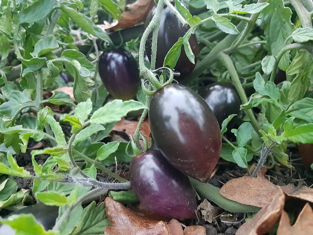 OSU releases new, antioxidant-rich purple tomato