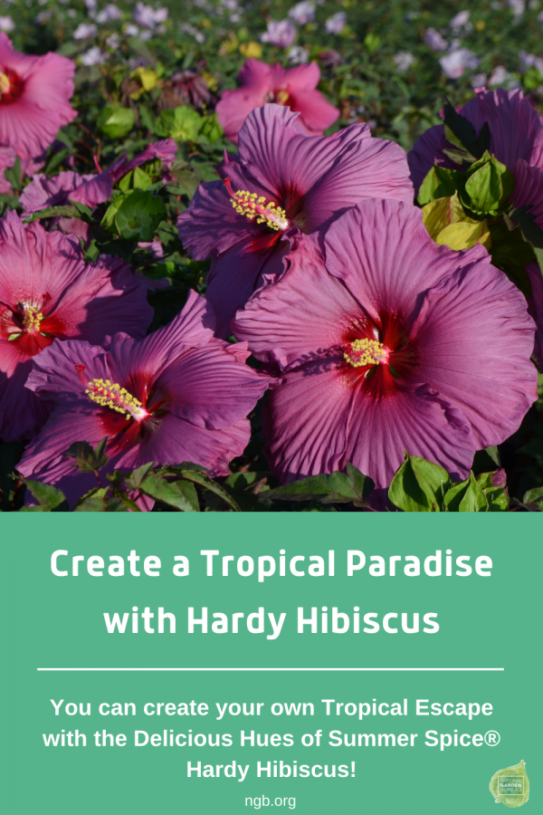 Create a Tropical Paradise with Hardy Hibiscus