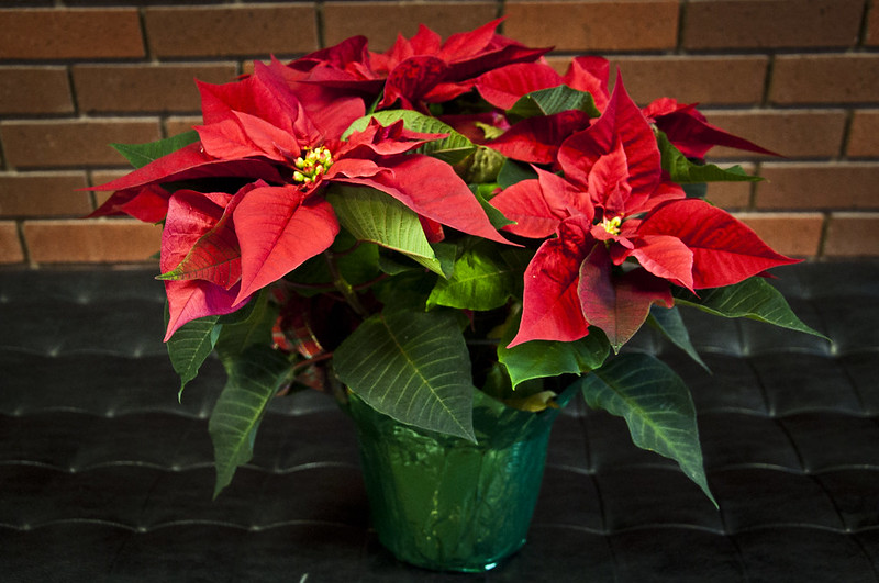 Start now to get color from last year’s poinsettias in time for the holidays