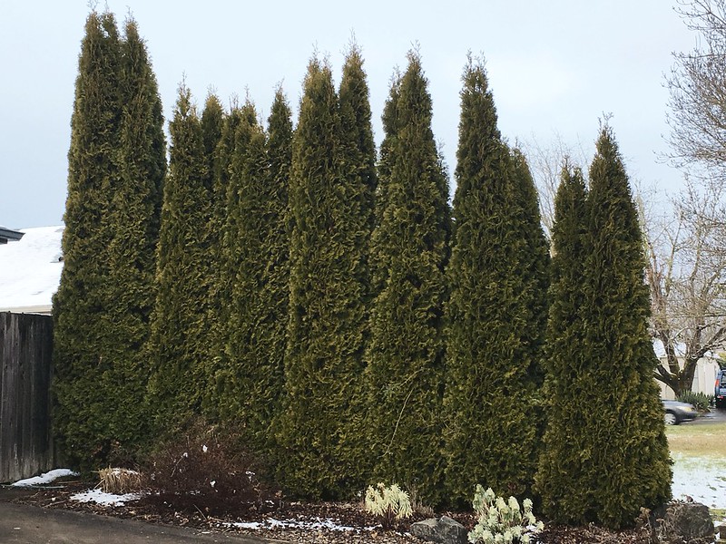 Arborvitae stands tall as easy-care hedge