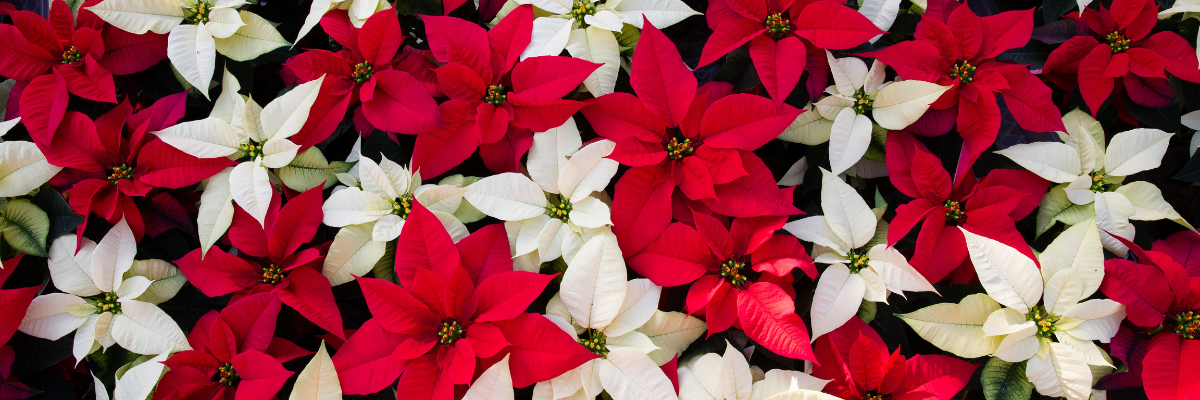 Tips for Making Your Poinsettia Shine Through the Season and Beyond