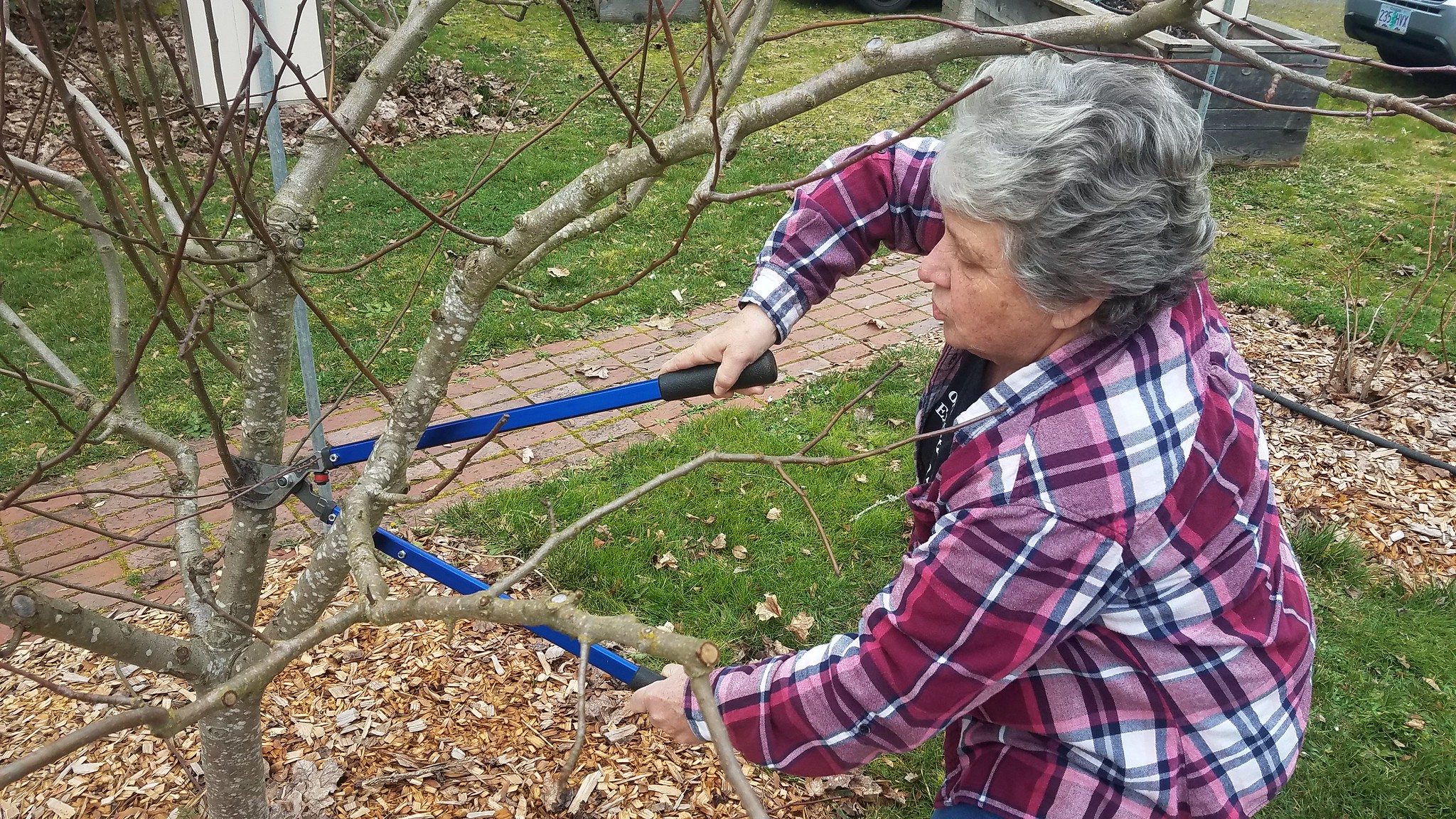 Pruning with the pros