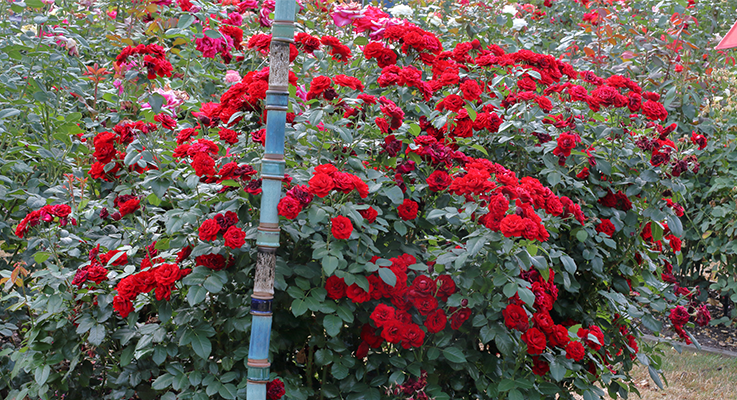 The floribunda rose ‘Lavaglut’ is considered to be a disease resistant rose. Photo by Rich Baer.