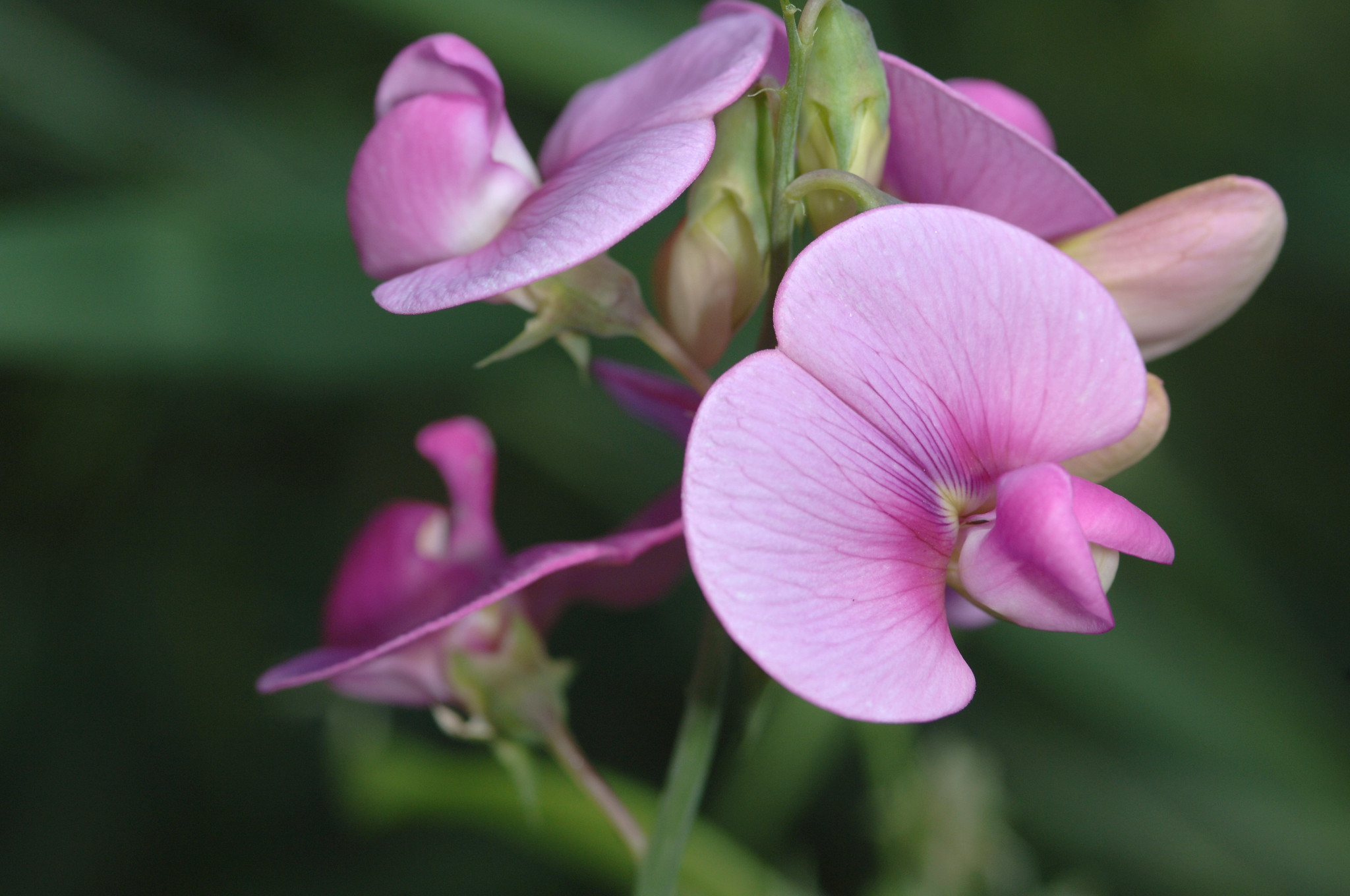 Old-fashioned sweet peas fill the garden with fragrance