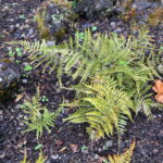 Dryopteris erythrosora ‘Prolifica’ (autumn fern)