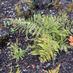 Dryopteris erythrosora ‘Prolifica’ (autumn fern)