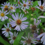 Symphyotrichum chilense (formerly Aster chilensis; Pacific aster)