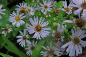 Symphyotrichum chilense (formerly Aster chilensis; Pacific aster)