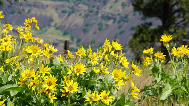 Find unexpected pops of color at the Columbia Gorge Discovery Center in The Dalles, including scenic vistas of the Columbia River and Klickitat Hills.