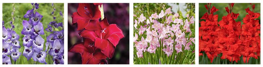Year of the Gladiolus