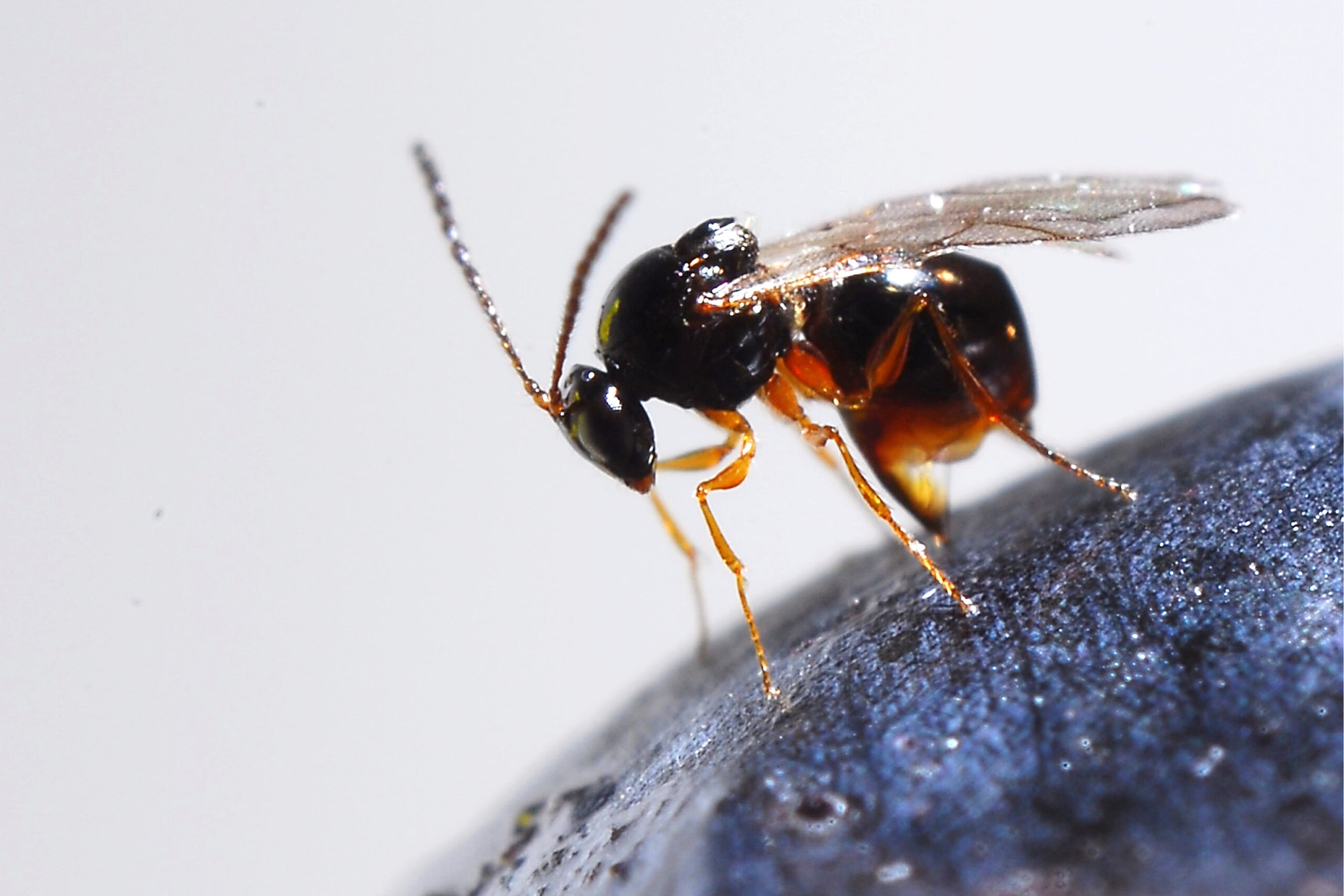 OSU Extension set to release tiny wasp that targets destructive fruit fly