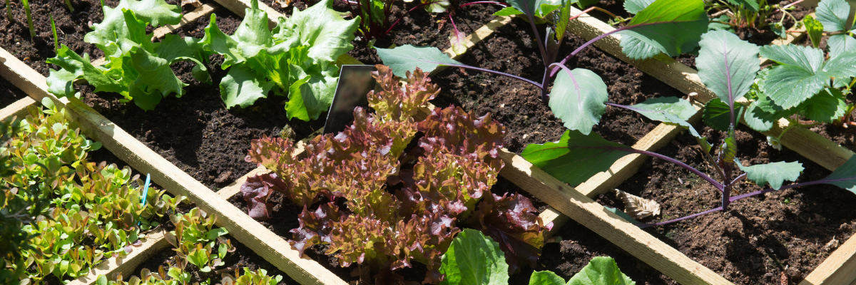 What to grow for a flavorful fall veggie garden