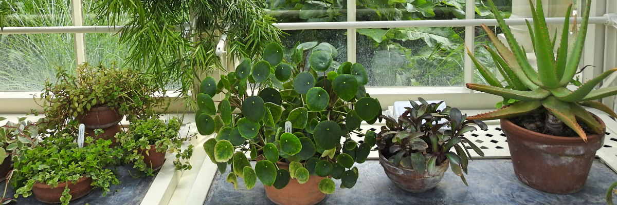 5 Easy Steps on When and How to Bring Your Houseplants Inside.