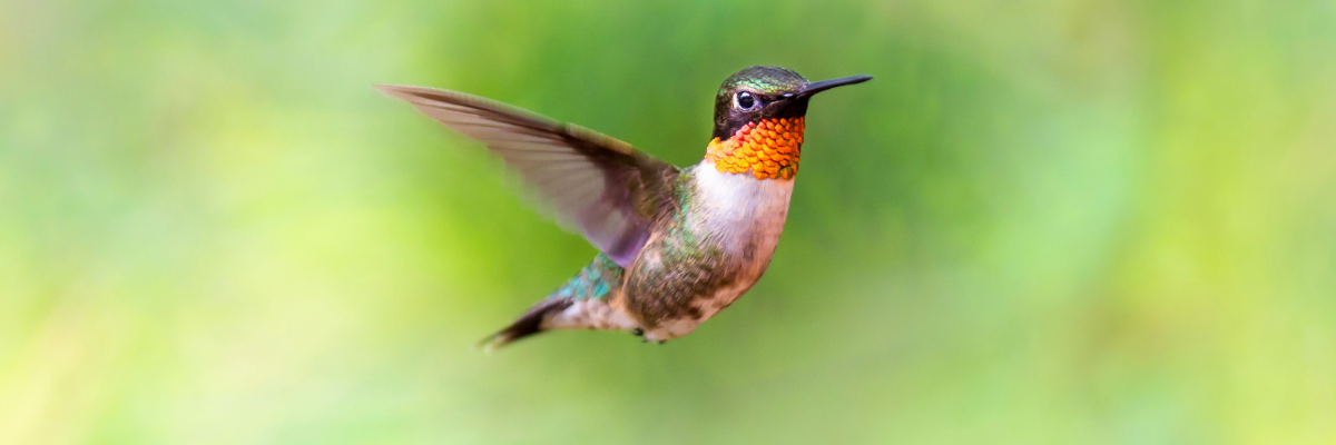10 new plants to create a multi-season hummingbird haven