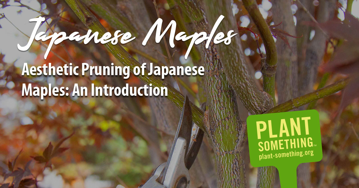 How to prune Japanese maples for beauty