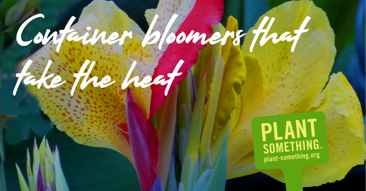 Container bloomers that take the heat