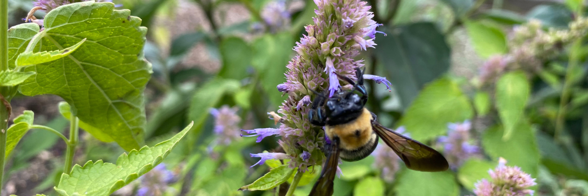 10 tips for pollinator plantings