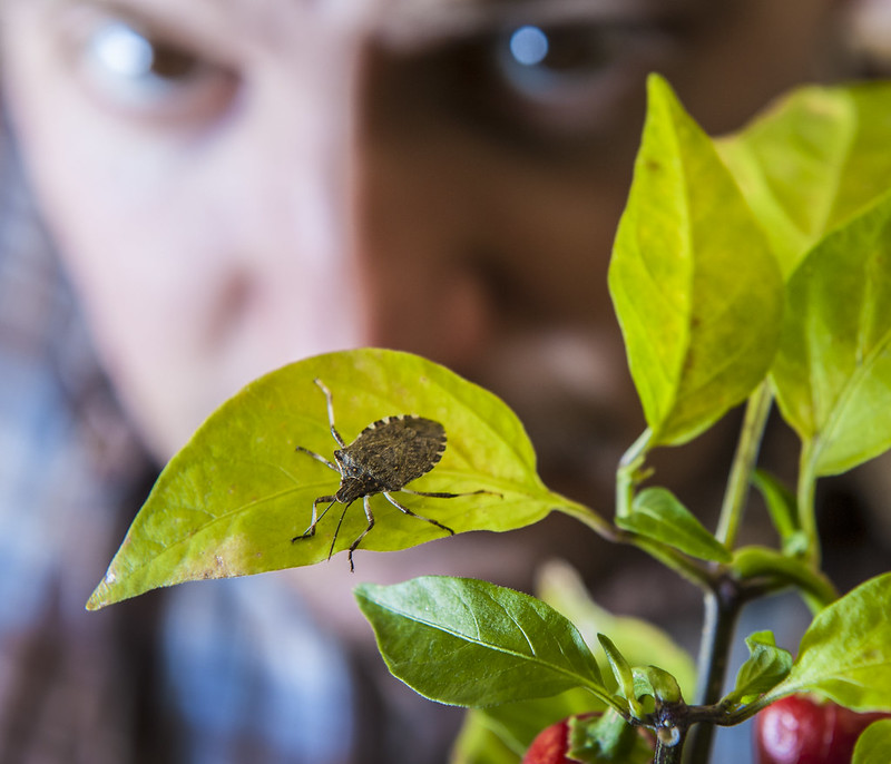 Large increase of brown marmorated stink bugs poses serious threat to Oregon crops