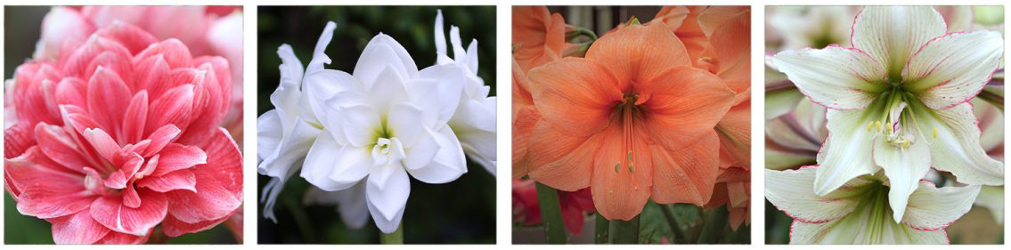Amaryllis is the perfect holiday and wintertime bulb!