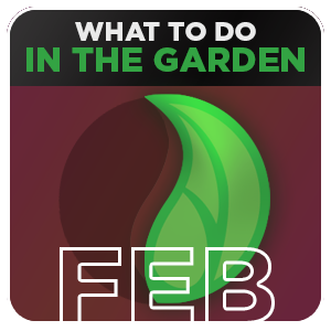 What to do in the Garden - FEBRUARY