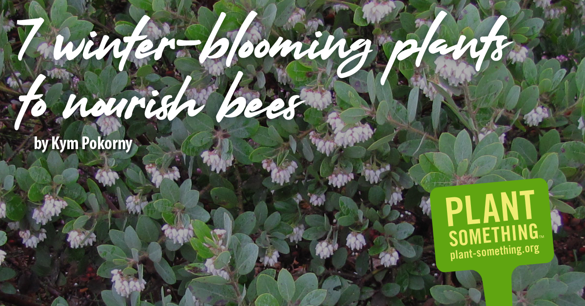 7 winter-blooming plants to nourish bees