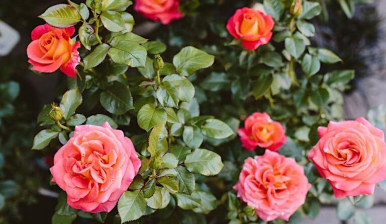 Rose Pruning Demo with Portland Rose Society – Dennis’ 7 Dees ...