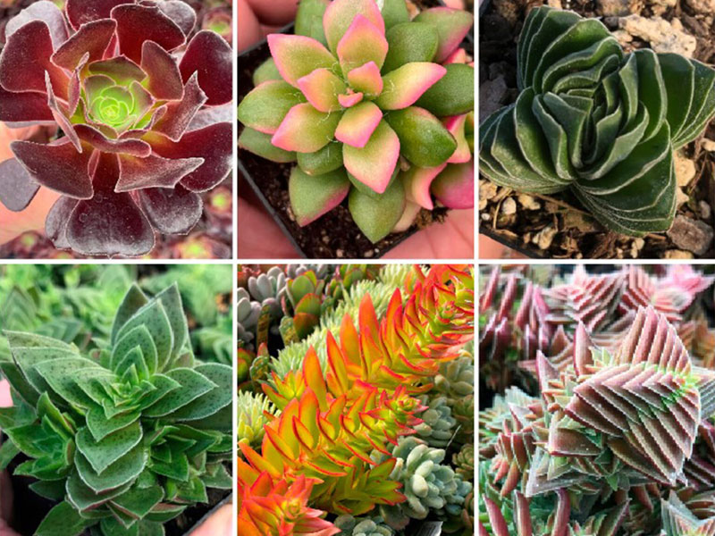Succulents for indoors