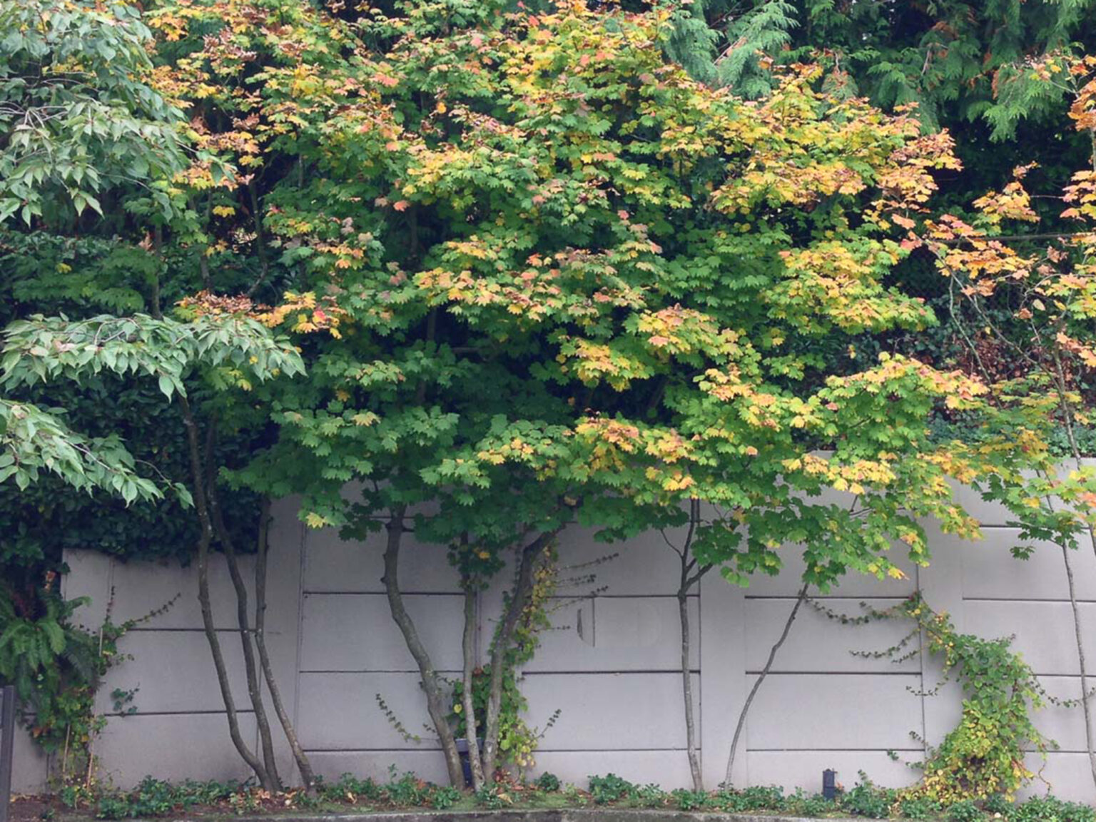 Low-water, high-appeal shrubs