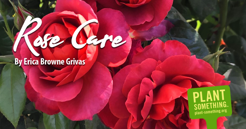 Growing beautiful roses this summer – Plant Something Oregon
