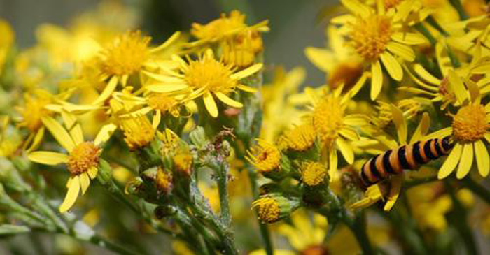 Tansy ragwort can poison livestock, humans