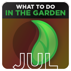What to do in the garden in July
