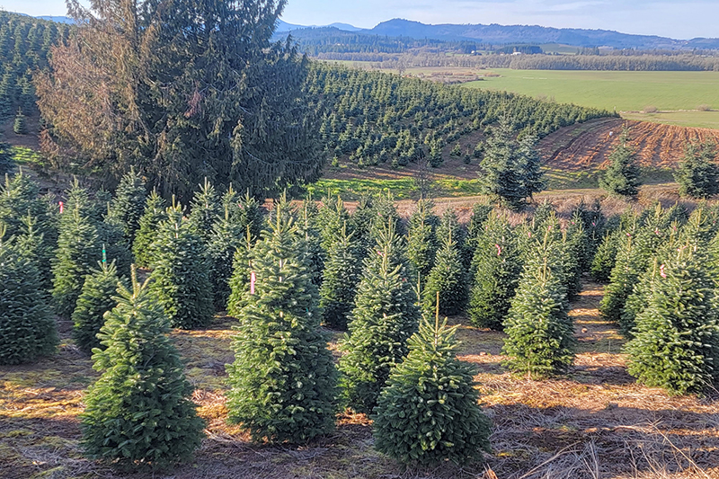 Christmas tree buying guide