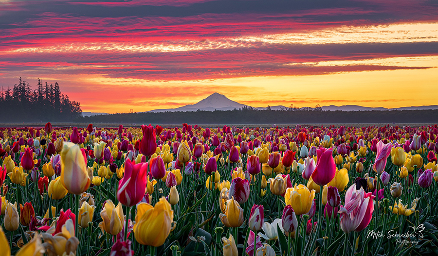 Don’t miss the sights at Wooden Shoe Tulip Fest