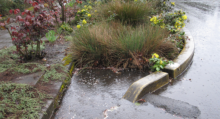 Learn how to build a bioswale or rain garden