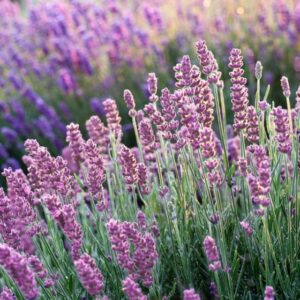 Lush Lavender Farm