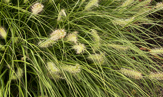 Fall grasses bring colorful magic to the garden