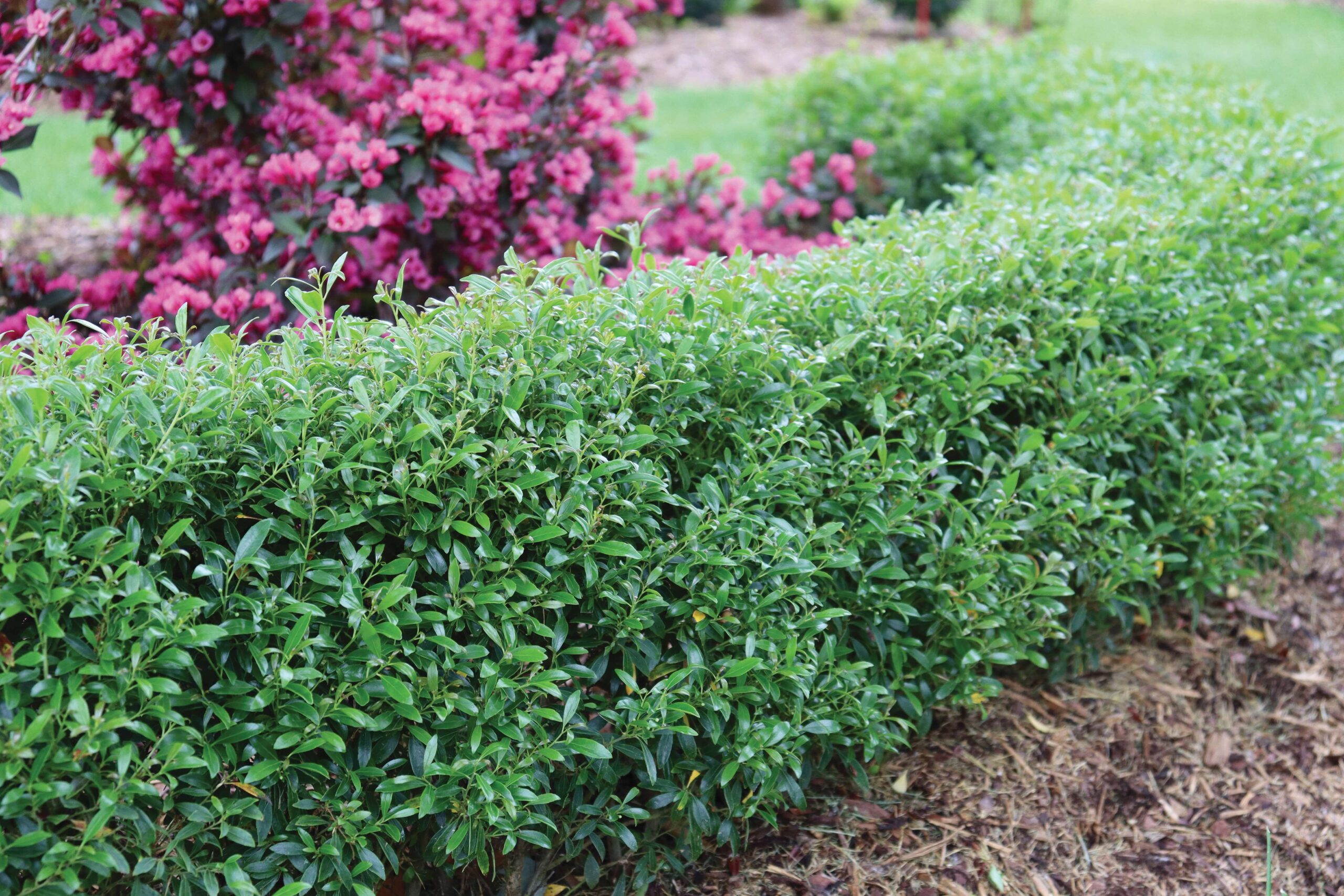 New evergreen varieties offer alternatives to the popular boxwood