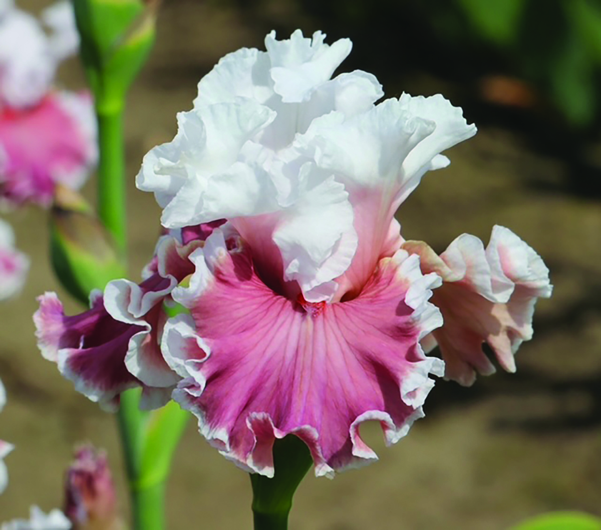 Salem nursery owner celebrates the courage of Olivia Newton-John with a special iris